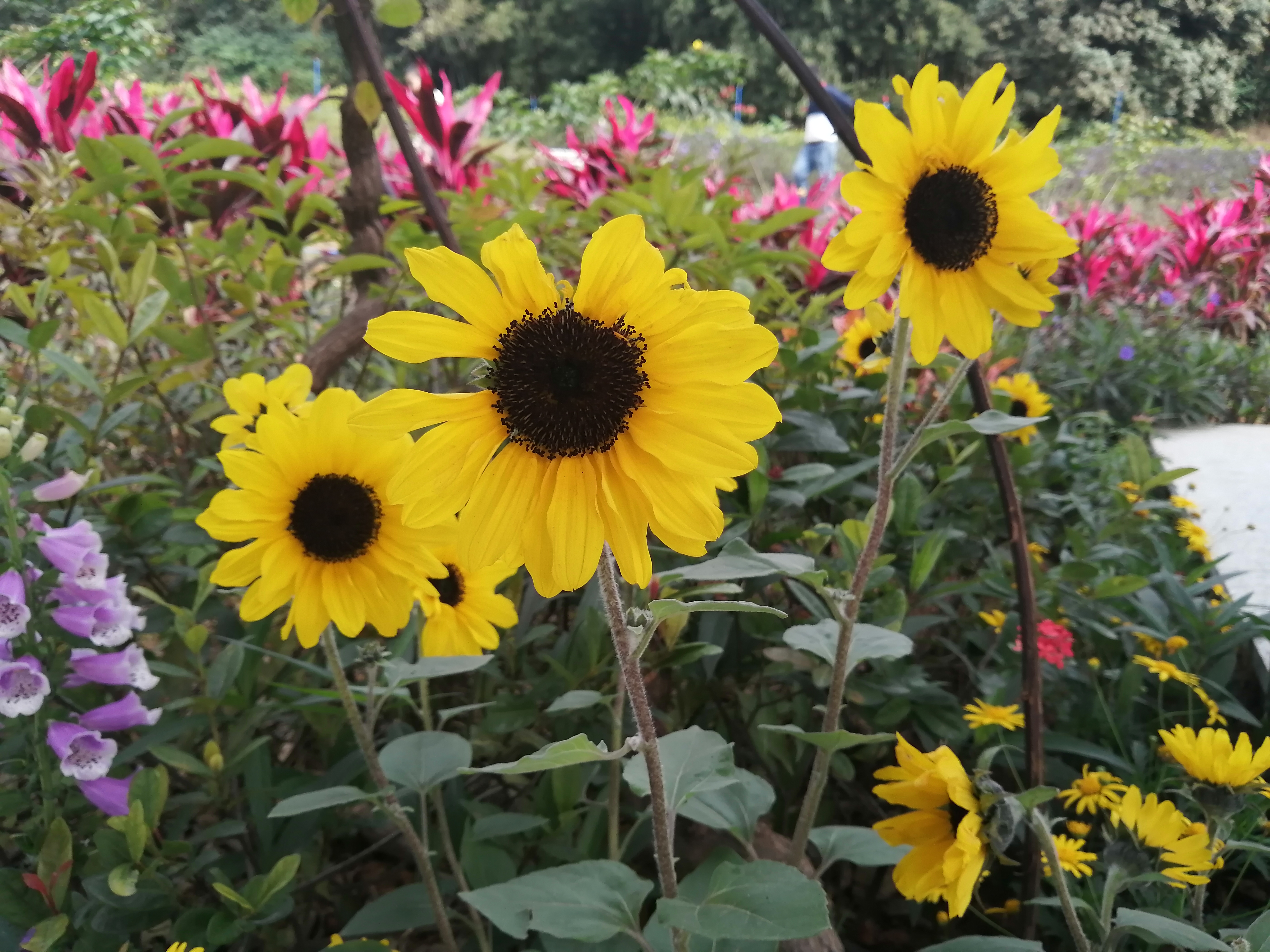 豐樂(lè)公園梯田花鏡2.jpg