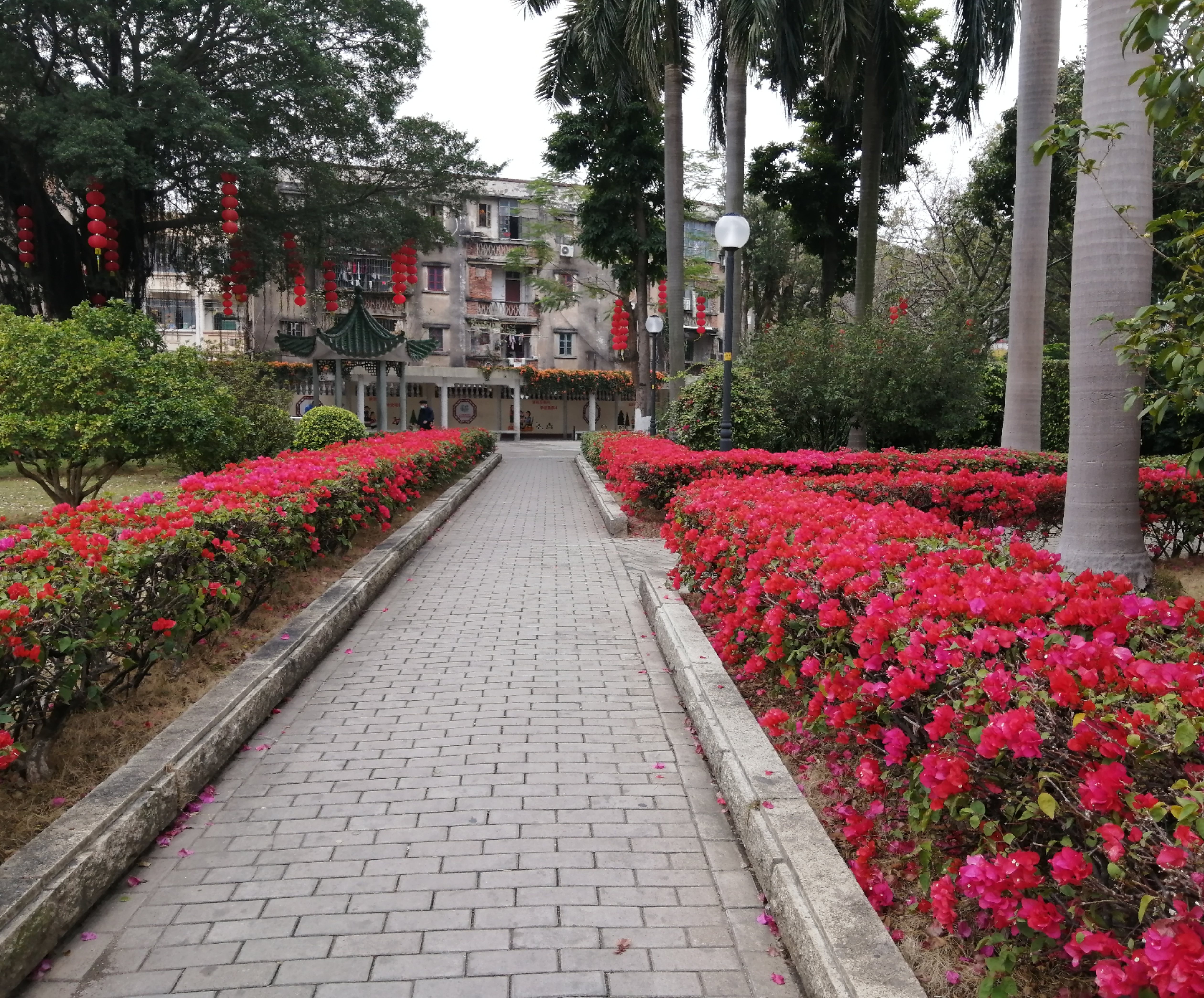 三角塘勒杜鵑.jpg
